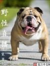 野性为王